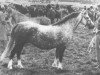 Zuchtstute Revel Caress (Welsh Mountain Pony (Sek.A), 1957, von Revel Springlight)
