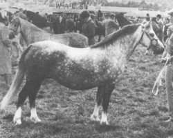 Zuchtstute Revel Caress (Welsh Mountain Pony (Sek.A), 1957, von Revel Springlight)