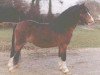 stallion Revel Carefree (Welsh mountain pony (SEK.A), 1960, from Rhyd-Y-Felin Syndod)