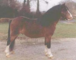 stallion Revel Carefree (Welsh mountain pony (SEK.A), 1960, from Rhyd-Y-Felin Syndod)