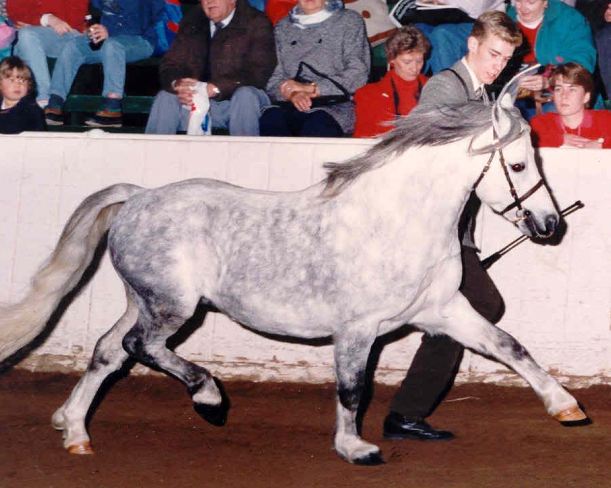 stallion Springbourne Boy Blue (Welsh mountain pony (SEK.A), 1984, from Breachwood Marwyn)
