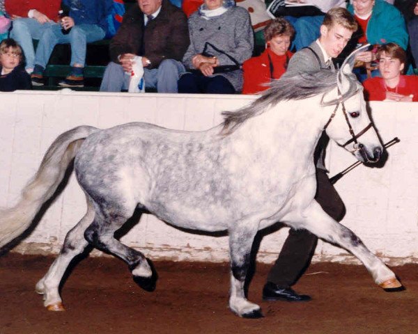 stallion Springbourne Boy Blue (Welsh mountain pony (SEK.A), 1984, from Breachwood Marwyn)