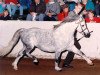 Deckhengst Springbourne Boy Blue (Welsh Mountain Pony (Sek.A), 1984, von Breachwood Marwyn)