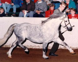 Deckhengst Springbourne Boy Blue (Welsh Mountain Pony (Sek.A), 1984, von Breachwood Marwyn)