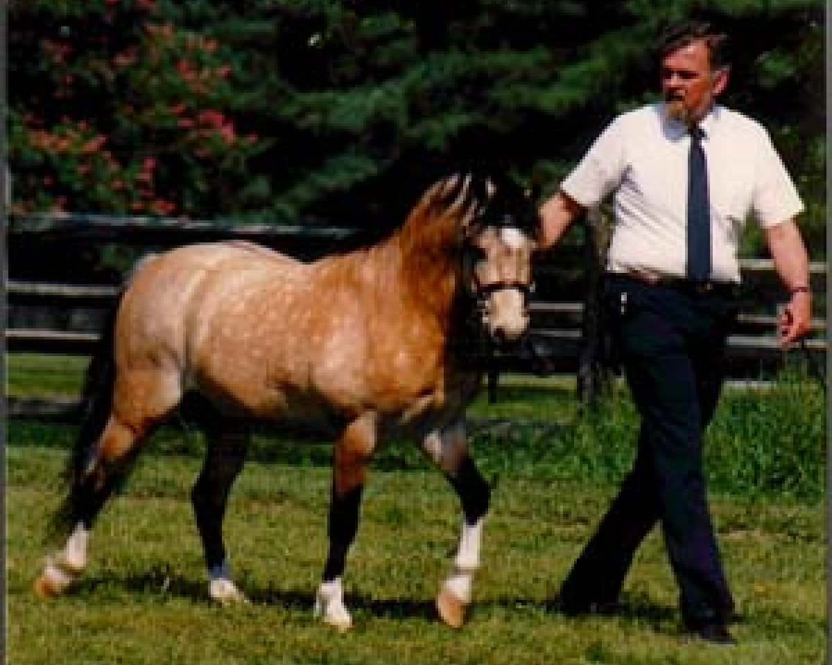 horse Springbourne Carousel (Welsh mountain pony (SEK.A), 1988, from Springbourne Boy Blue)