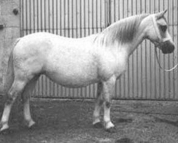 Zuchtstute Springbourne Croesan (Welsh Mountain Pony (Sek.A), 1981, von Springbourne Halwyn)