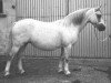 Zuchtstute Springbourne Croesan (Welsh Mountain Pony (Sek.A), 1981, von Springbourne Halwyn)