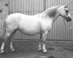 Zuchtstute Springbourne Croesan (Welsh Mountain Pony (Sek.A), 1981, von Springbourne Halwyn)