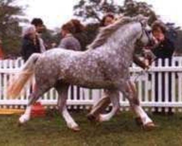 stallion Springbourne Caregan (Welsh mountain pony (SEK.A), 1978, from Revel Carreg)