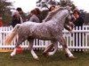 Deckhengst Springbourne Caregan (Welsh Mountain Pony (Sek.A), 1978, von Revel Carreg)