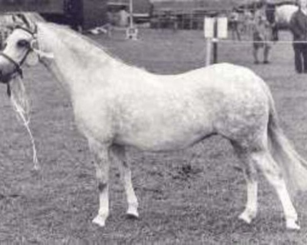 broodmare Belvoir Columbine (Welsh mountain pony (SEK.A), 1966, from Coed Coch Asa)