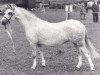 Zuchtstute Belvoir Columbine (Welsh Mountain Pony (Sek.A), 1966, von Coed Coch Asa)