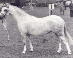 Zuchtstute Belvoir Columbine (Welsh Mountain Pony (Sek.A), 1966, von Coed Coch Asa)