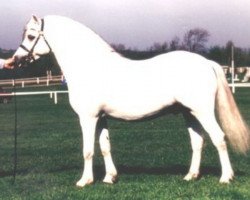 Deckhengst Gwyn Rhosyn Geraint (Welsh Mountain Pony (Sek.A), 1989, von Coed Coch Rhion)