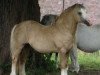 Deckhengst Llwynan Tip Top (Welsh Mountain Pony (Sek.A), 1986, von Llwynan Birthday Boy)