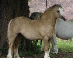 stallion Llwynan Tip Top (Welsh mountain pony (SEK.A), 1986, from Llwynan Birthday Boy)