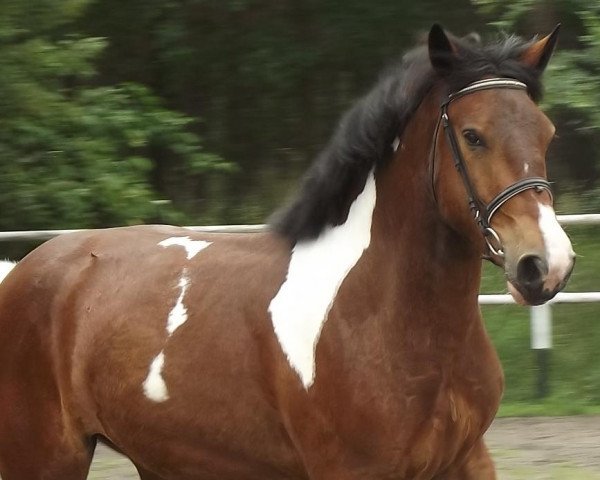 Pferd Scarto (Polnisches Warmblut, 2012)