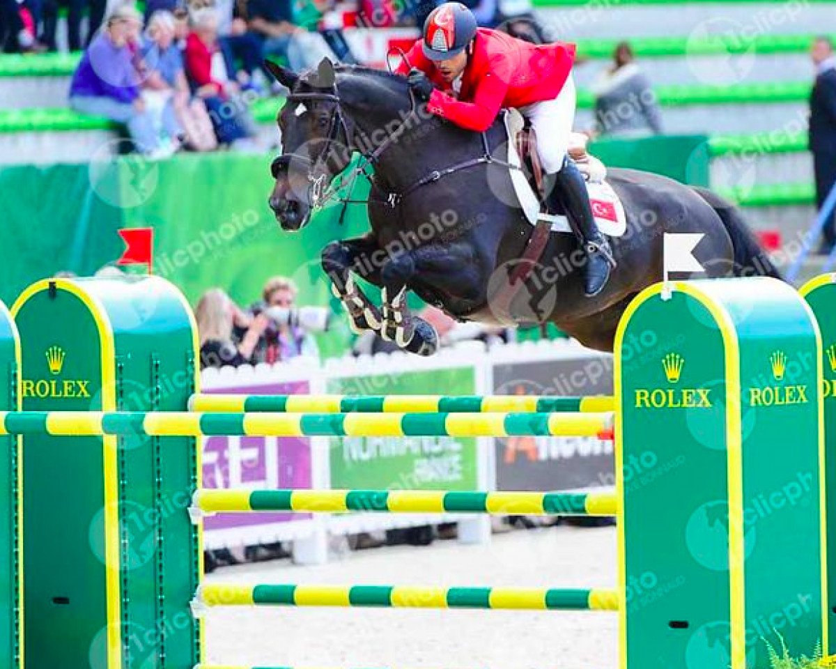broodmare Chellachic Z (Zangersheide riding horse, 2002, from Chellano Z)