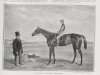 broodmare La Toucques xx (Thoroughbred, 1860, from The Baron xx)