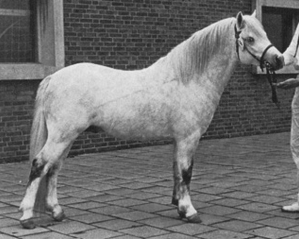 stallion Leith Popover (Welsh mountain pony (SEK.A), 1970, from Twyford Gurkha)
