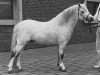 stallion Leith Popover (Welsh mountain pony (SEK.A), 1970, from Twyford Gurkha)