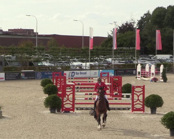 Belgisch Kampioenschap 4-5 Jarigen Paarden