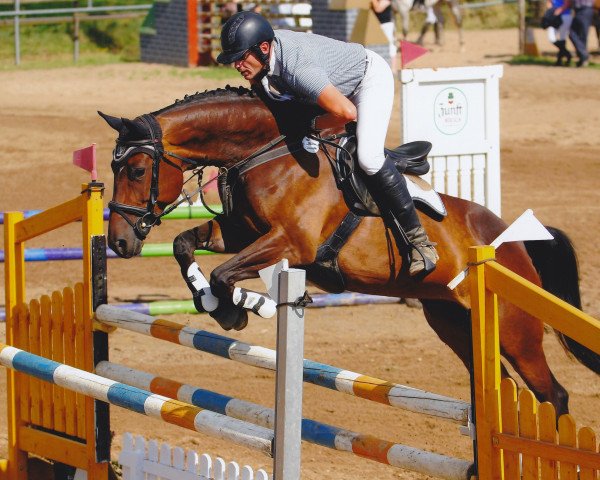 broodmare Safira (German Sport Horse, 2007, from Saccor)