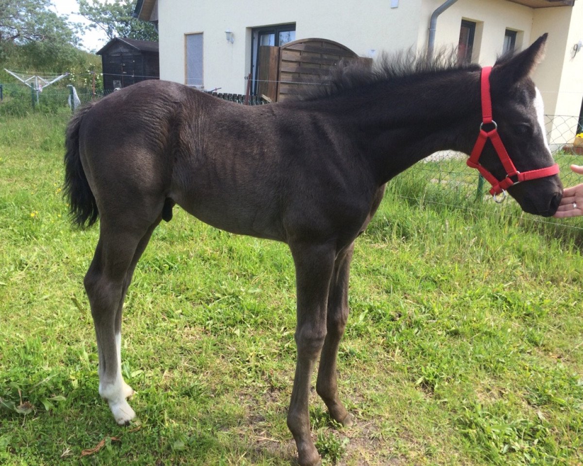 dressage horse Donnatello de Nero (Hanoverian, 2015, from De Niro)