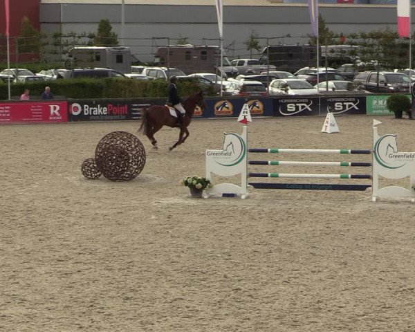 Belgisch Kampioenschap 4-5 Jarigen Paarden