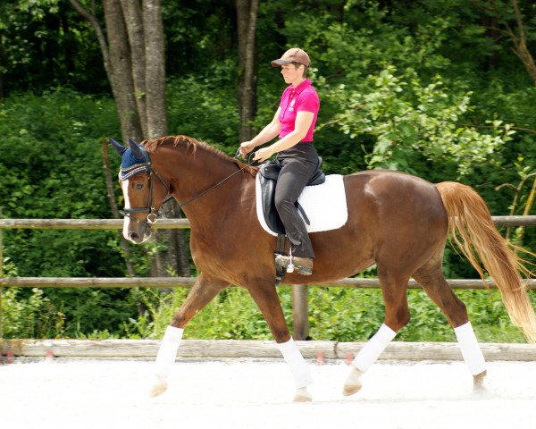 dressage horse Scarlouise (Hanoverian, 2009, from Scolari)