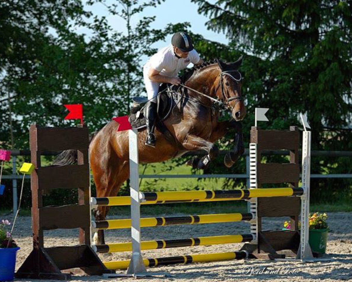 jumper Dialexa B (Oldenburg, 2011, from Diarado)