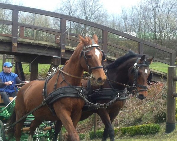 broodmare Lilli (Noble Warmblood, 2011, from Dream of Diamond)