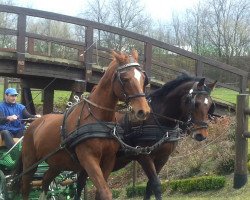 Zuchtstute Lilli (Edles Warmblut, 2011, von Dream of Diamond)