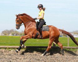 Pferd Prince Zorian (Oldenburger, 2012, von Zack)