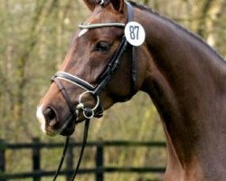 broodmare Princess' Pride (Oldenburg, 2006, from Fidertanz)