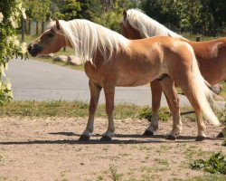 dressage horse Ares (Haflinger, 2011, from Solero)