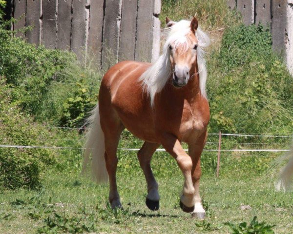 dressage horse Saveiro (Haflinger, 2012, from Solero)