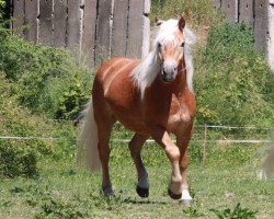 Dressurpferd Saveiro (Haflinger, 2012, von Solero)