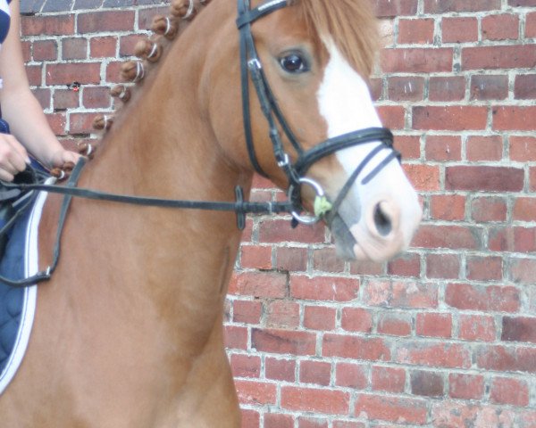 dressage horse Crash Landing (German Riding Pony, 2007, from Charm of Nibelungen)