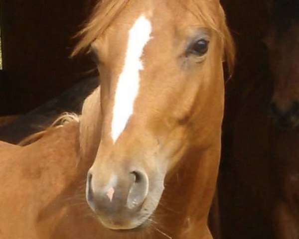 Pferd Red Pearl Eldorado (Quarter Horse, 2012)