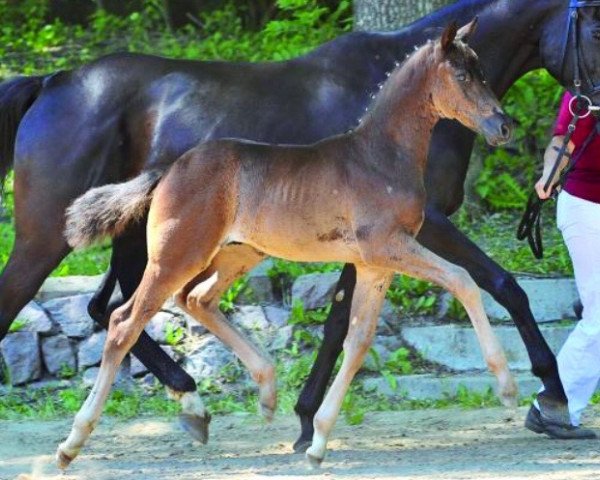 stallion San Ratero (German Sport Horse, 2014, from San Florestano)