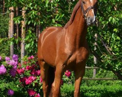 dressage horse Rosenstolz (German Sport Horse, 2009, from Renier)