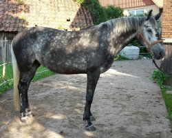 broodmare Beauty 617 (Oldenburg, 2009, from Best Before Midnight)