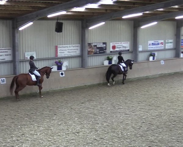 Reitturnier Ahaus 2020