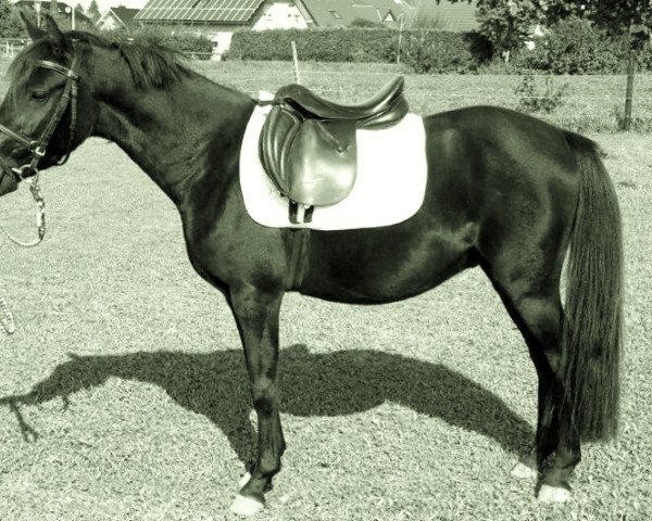 jumper Käpt'n Campari (German Riding Pony, 2011, from Kwept)