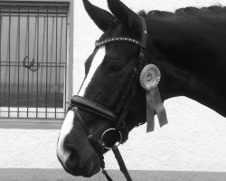 dressage horse Sternenfee F (Oldenburg, 2006, from Summertime)