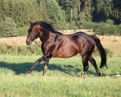 Deckhengst Rosezanas Roost (Quarter Horse, 2001, von Gallo Del Cielo)