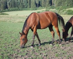 horse HW Roosters Babe (Quarter Horse, 2012, from Rosezanas Roost)