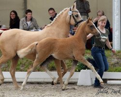 dressage horse Doc Hollywood (Deutsches Reitpony, 2015, from Drei D AT)