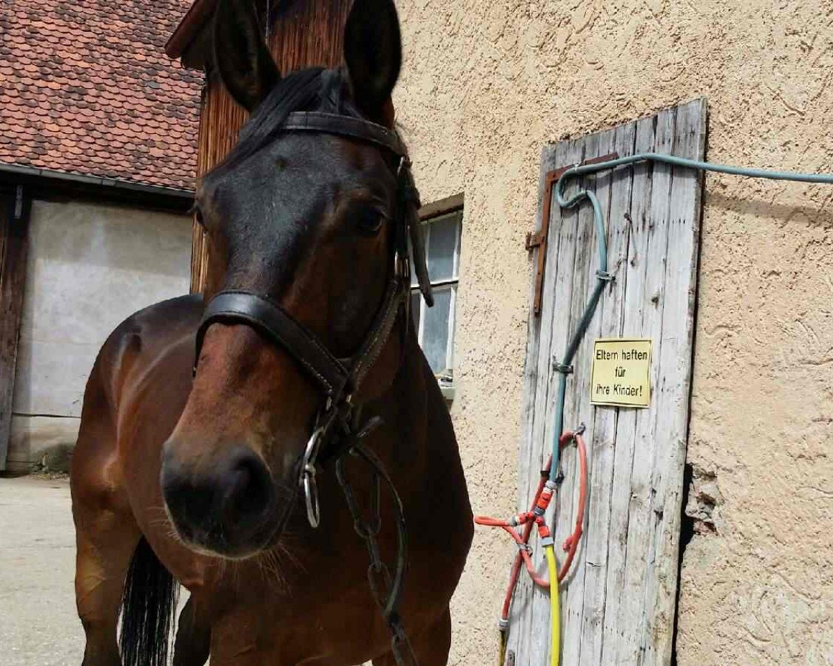 Dressurpferd Wallach von Romancier (Oldenburger, 2010, von Romancier)
